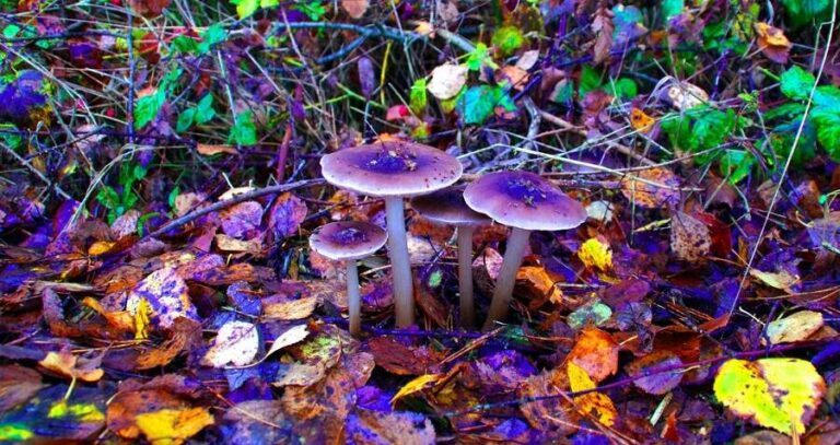 Brightly Colored Mushrooms