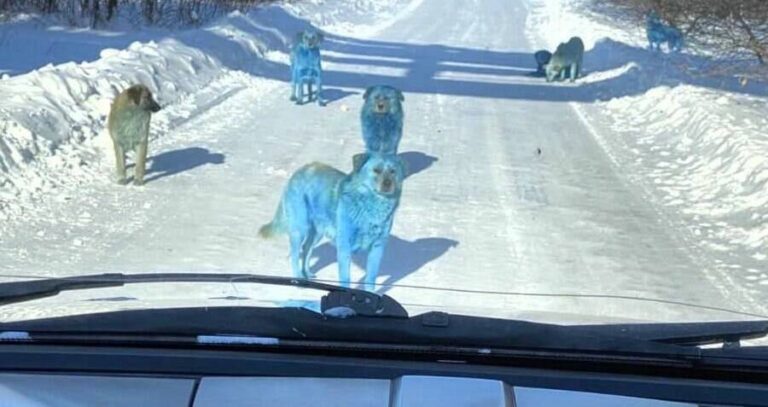Blue Dogs Russia