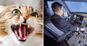 Mad Cat Vs Cockpit