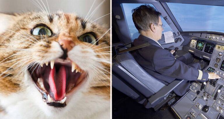 Mad Cat Vs Cockpit