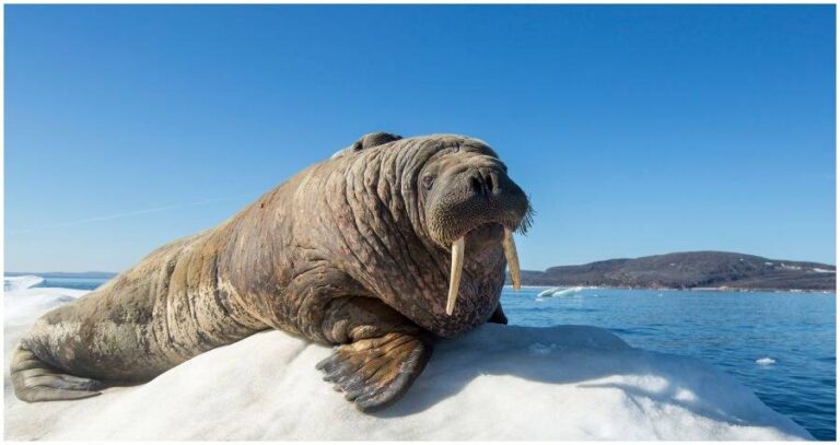 Walrus On Iceberg