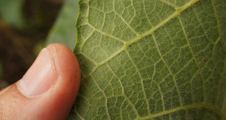 Person Touching Gympie Gympie