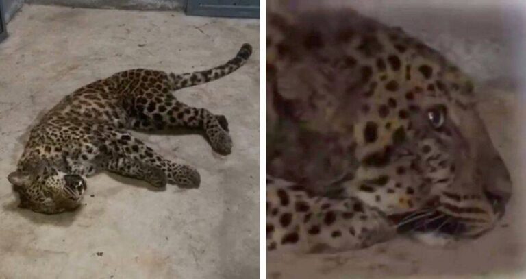 Captured Leopard Side By Side