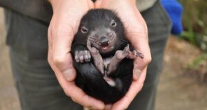 Tasmanian Devil Hands