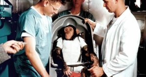 Ham The Chimp Preparing For Test Flight