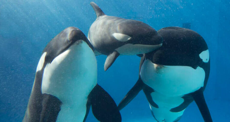 Killer Whales Snuggling