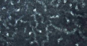 Elizabeth Turner Fossils