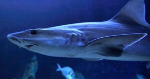 Smoothhound Shark Virgin Birth