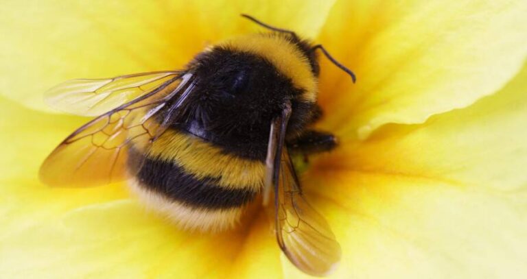 American Bumblebee On Yellow Flower