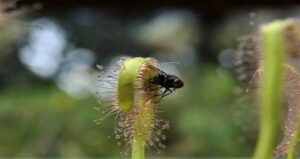 Flower Eating Fly Centered