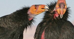 California Condor Asexual Reproduction
