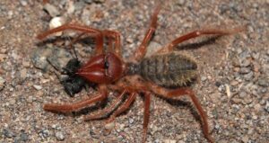 Camel Spider
