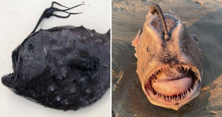 California Football Fish