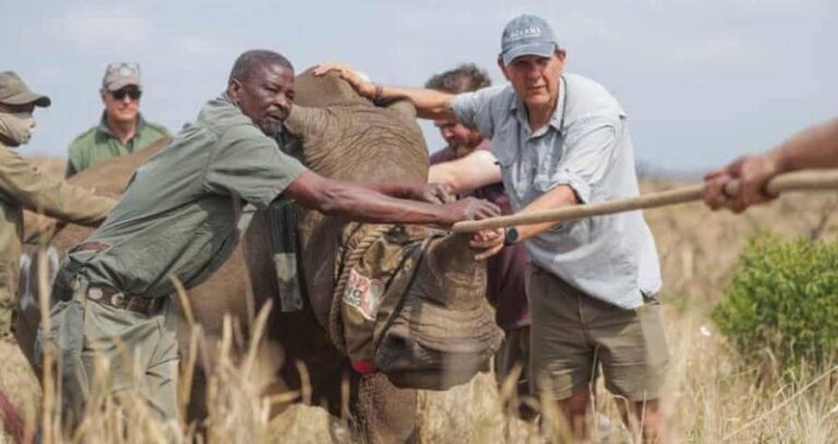 White rhino evacuation