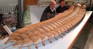 Prehistoric Millipede Arthropleura