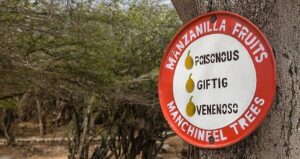 Manchineel Tree