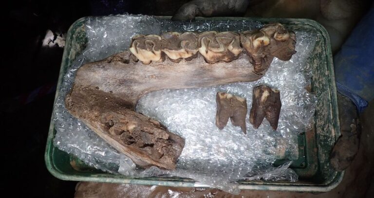 Whoolly Rhinoceros Mandible From Sherford
