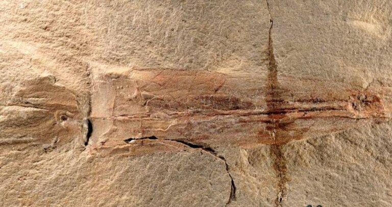 Ancient Octopus Fossil