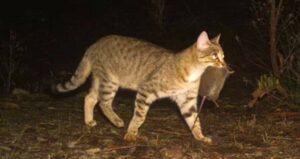 Cat Hunting In Australia