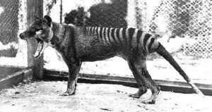Tasmanian Tiger Howling