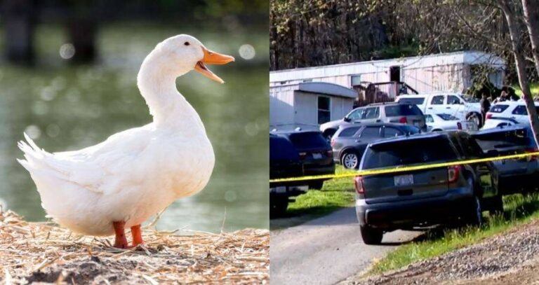 Duck Alongside Crime Scene
