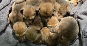 Six Red Wolf Pups Together
