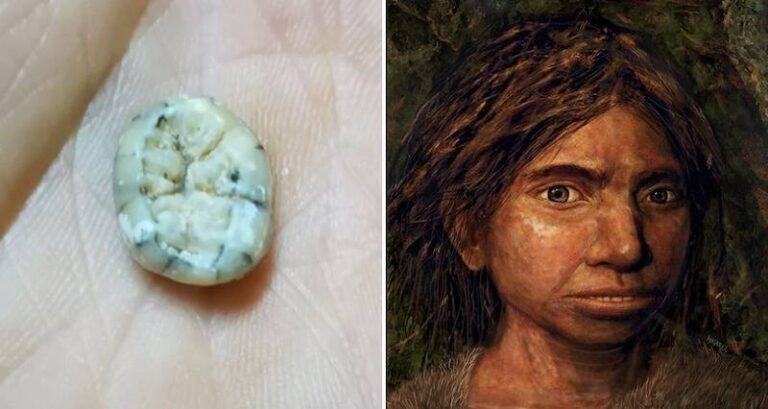 Denisovan Tooth And Young Girl
