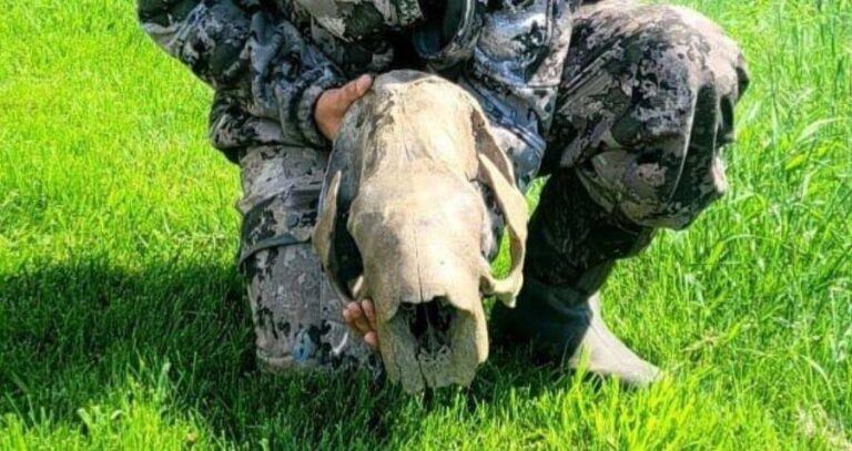 Kevin Adkins Holding Megalonyx Jeffersonii Skull