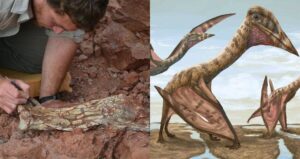 Paleontologist Alongside Ptreosaurs