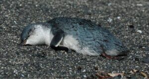 Dead Penguin On Beach