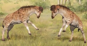 Discokeryx Xiezhi Fighting