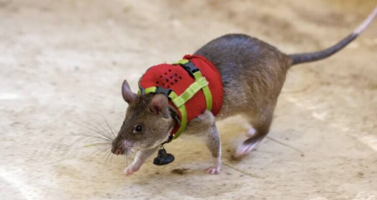 Earthquake Rescue Rats