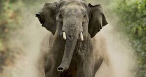 Maya Murmu Elephant Attack