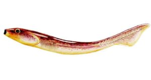 Palaeospondylus Gunni Fish