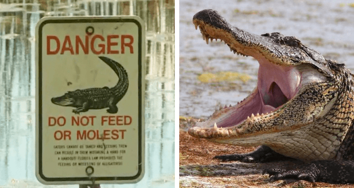 Taylor Lake Alligator Death