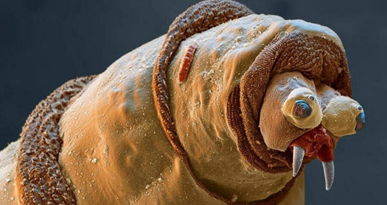 Maggot Closeup