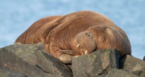 Walrus Sleeping On Rocks