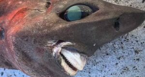 Australian Gulper Shark