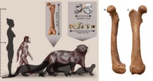 Enhydriodon Omoensis Featured