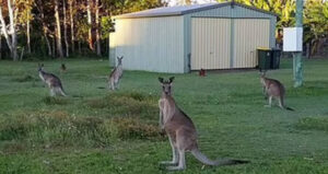 Maaroom Kangaroos