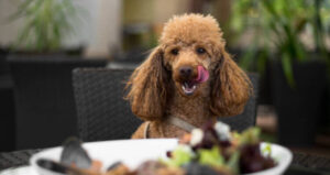 Dogue Restaurant San Francisco