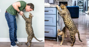Fenrir Worlds Tallest Housecat
