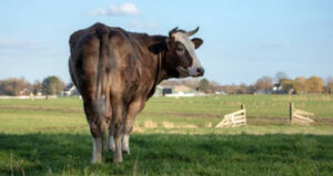 New Zealand Cow Fart Tax