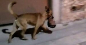 Dog Carries Severed Head