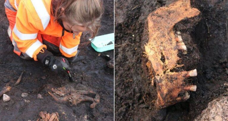 Archaeologist Digging Up Bog Body Alongside Jaw Bone