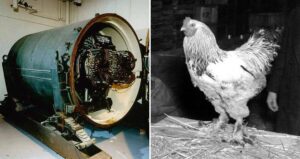 Blue Peacock Alongside Chicken