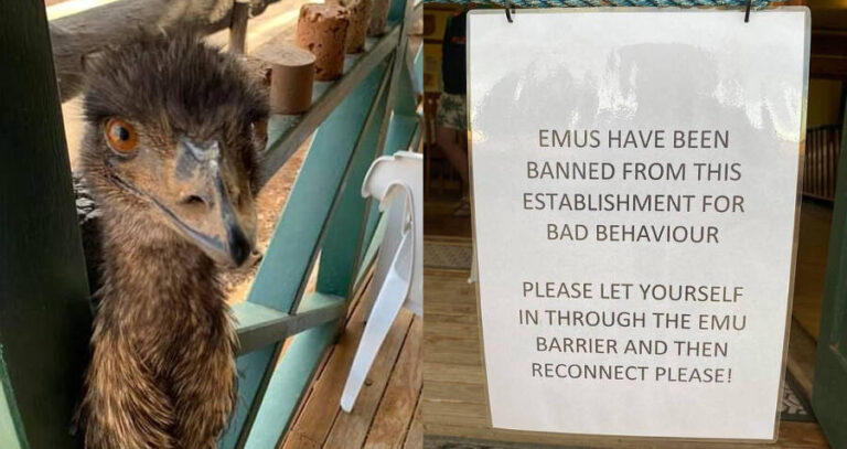 Emu Ban