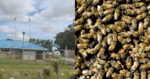 Nkosentsha Njimbana Bees