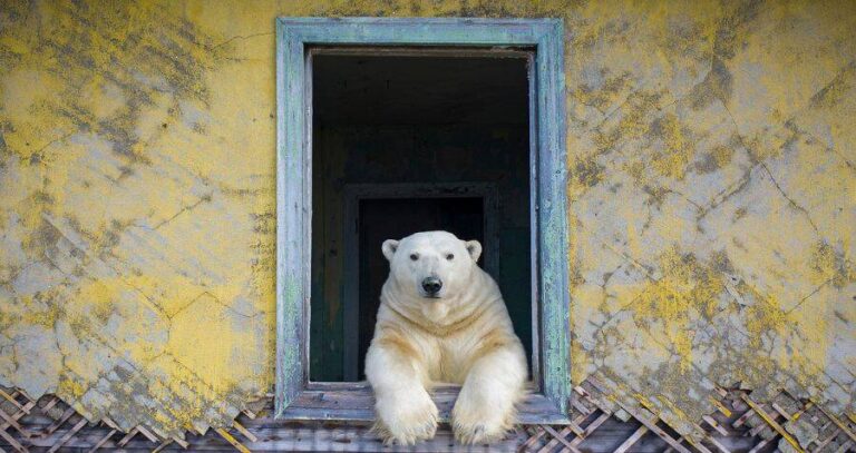 Polar Bear In A Window