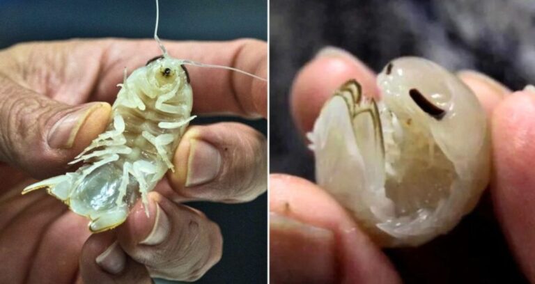 Booralana Nickorum Alongside Rolled Up Specimen Featured